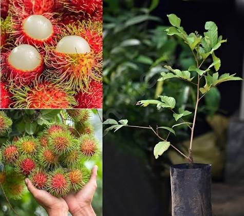 Rambutan Plants — Exotic Fruits sapling available at Agro Nursery Garden